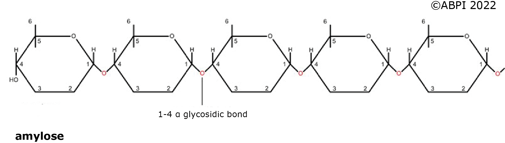 Amylose New