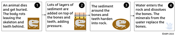 Fossil formation