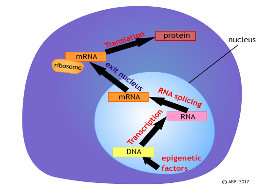 Stem Cells2 (1)