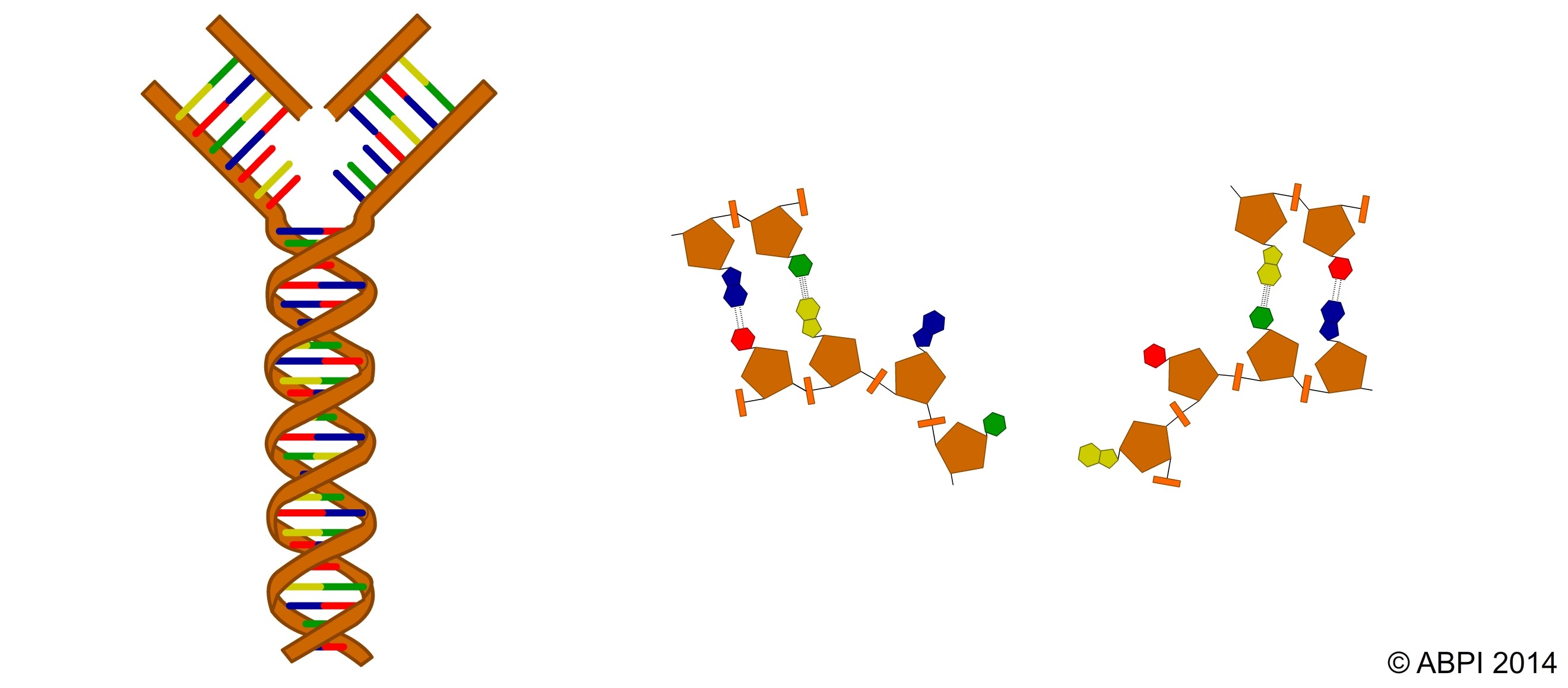 DNA Double Helix 3