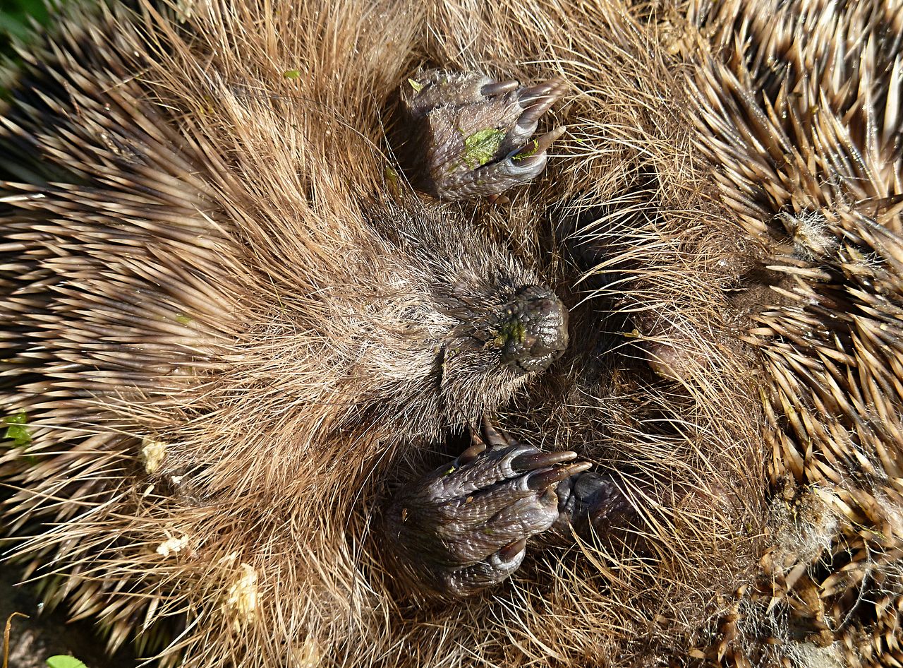 Hedgehog