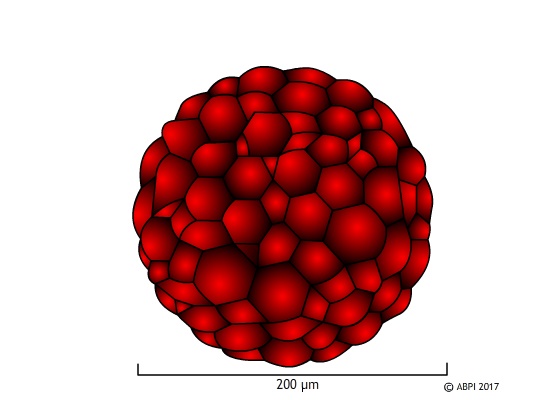 Stem Cells4 (1)