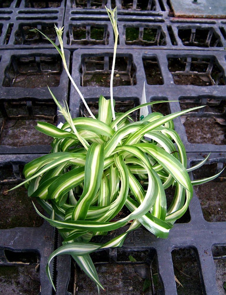 A spider plant