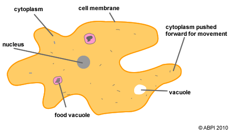 Protozoa