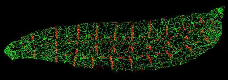 Drosophila Melanogaster Fruit Fly