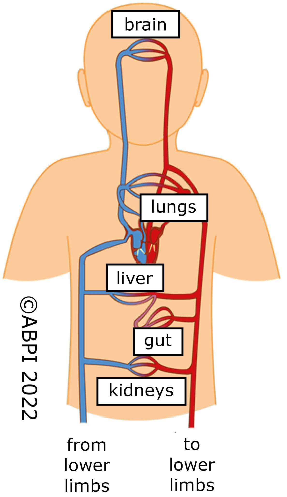 Circulatory Model