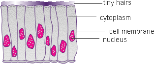 Ciliated Epithelium