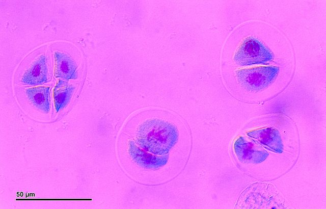 Meiosis (1)