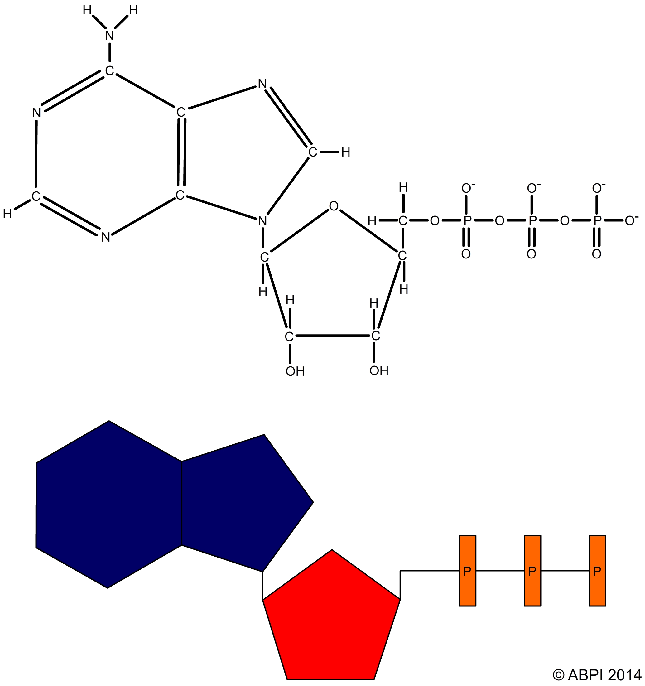 ATP Structure