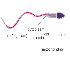 Sperm Cell