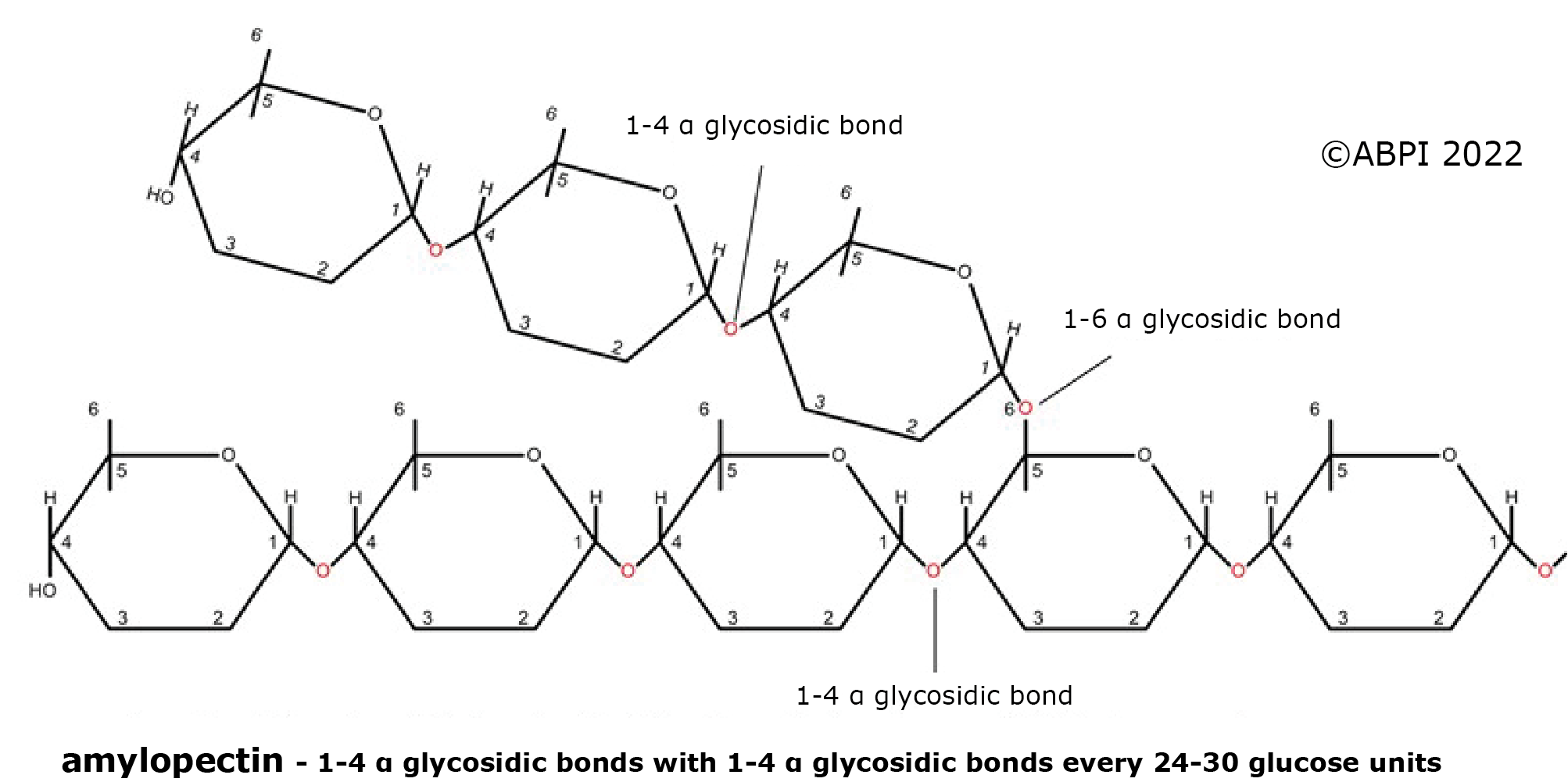 Amylopectin New