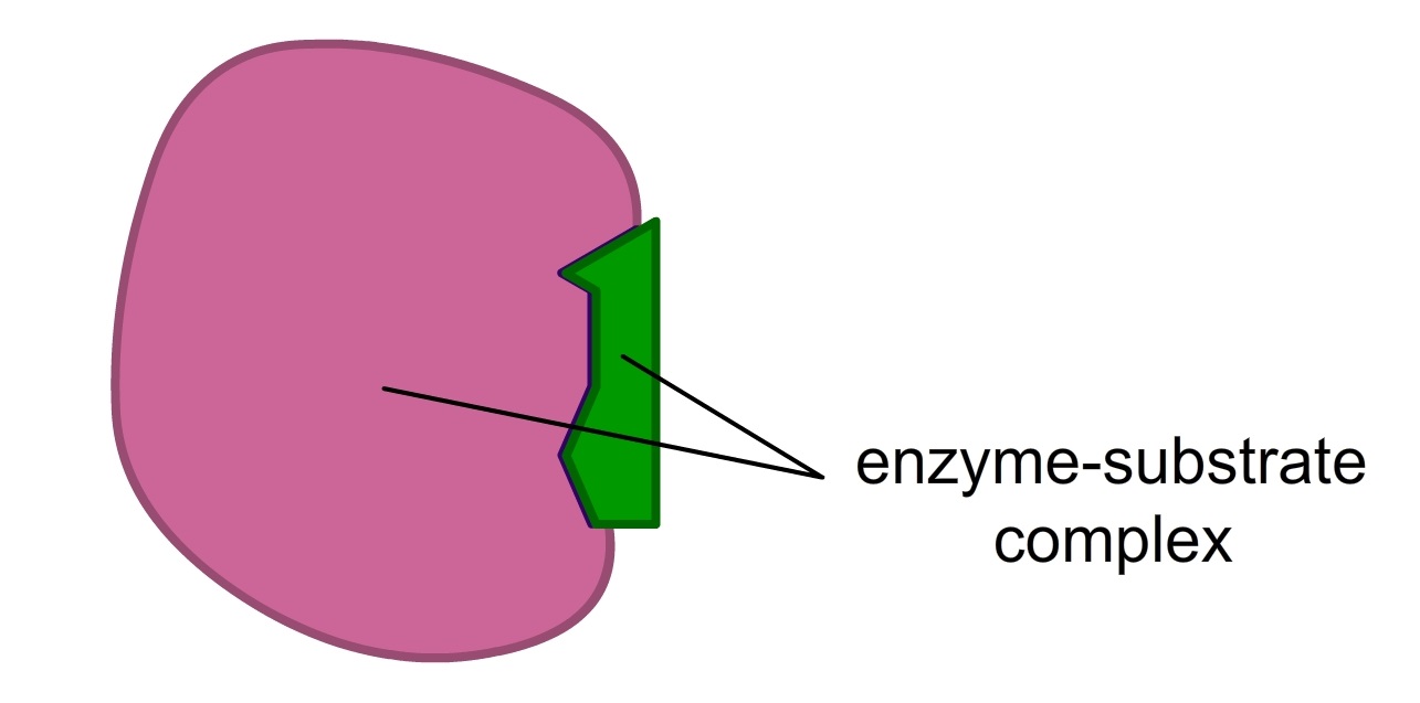 Enzyme Substrate Complex