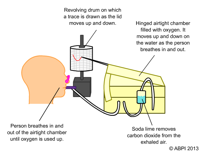 Volume Of Lungs