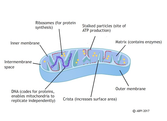 Mitochondria Diagram