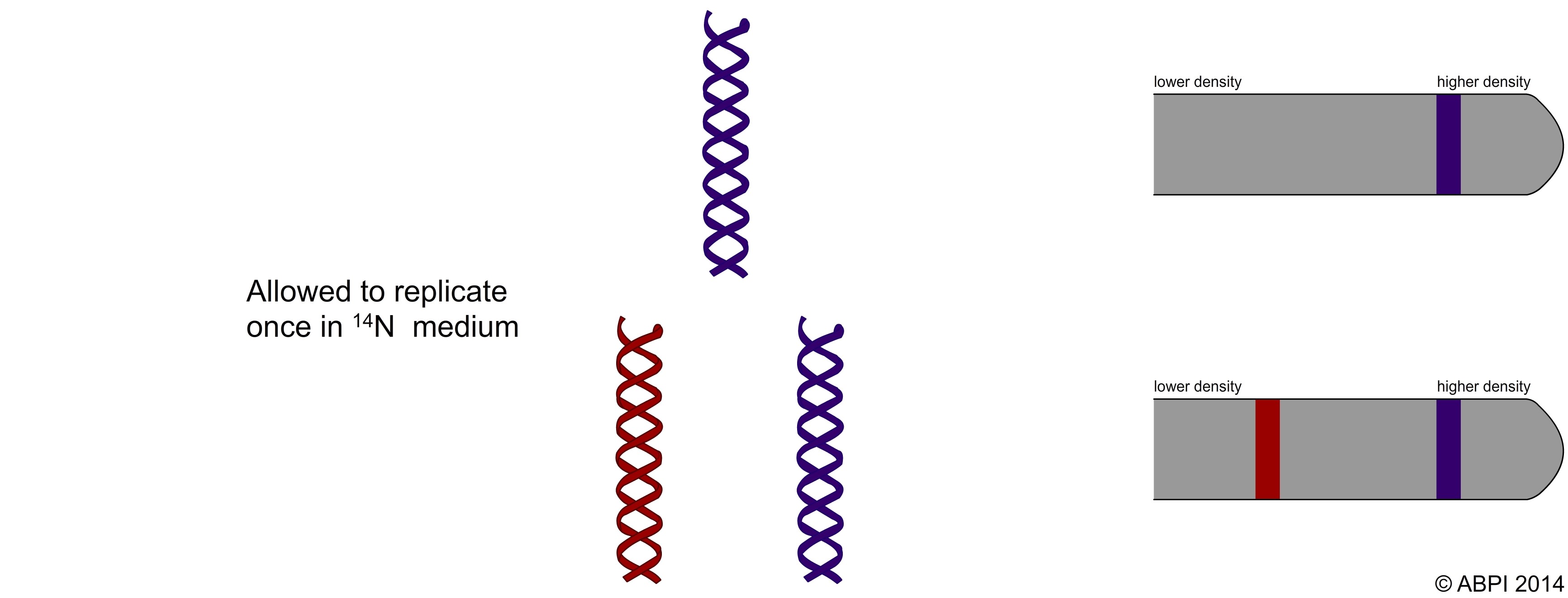 DNA Replication Experiment 2