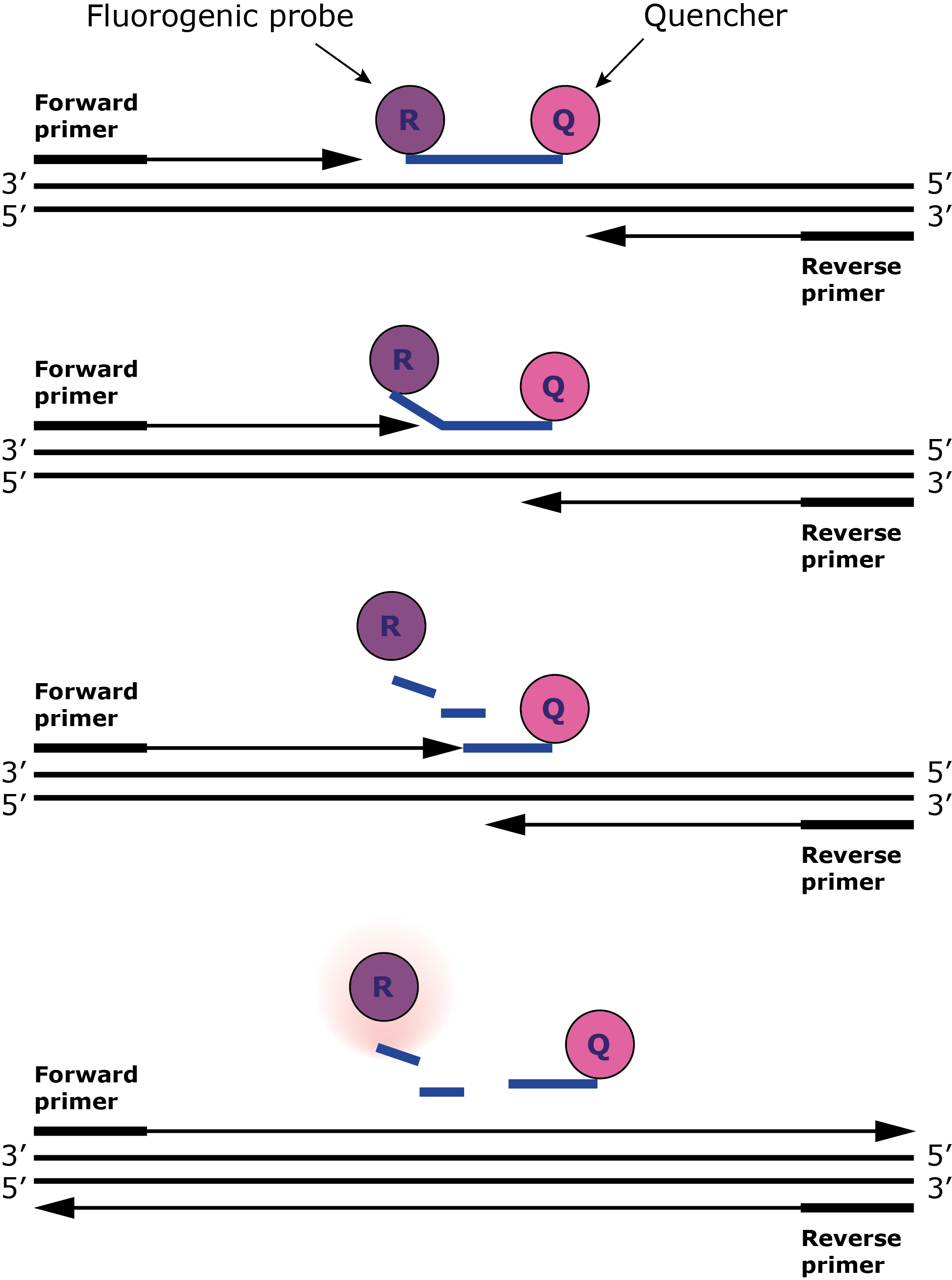 Rt Pcr