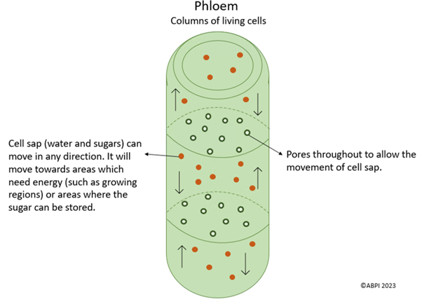 Phloem