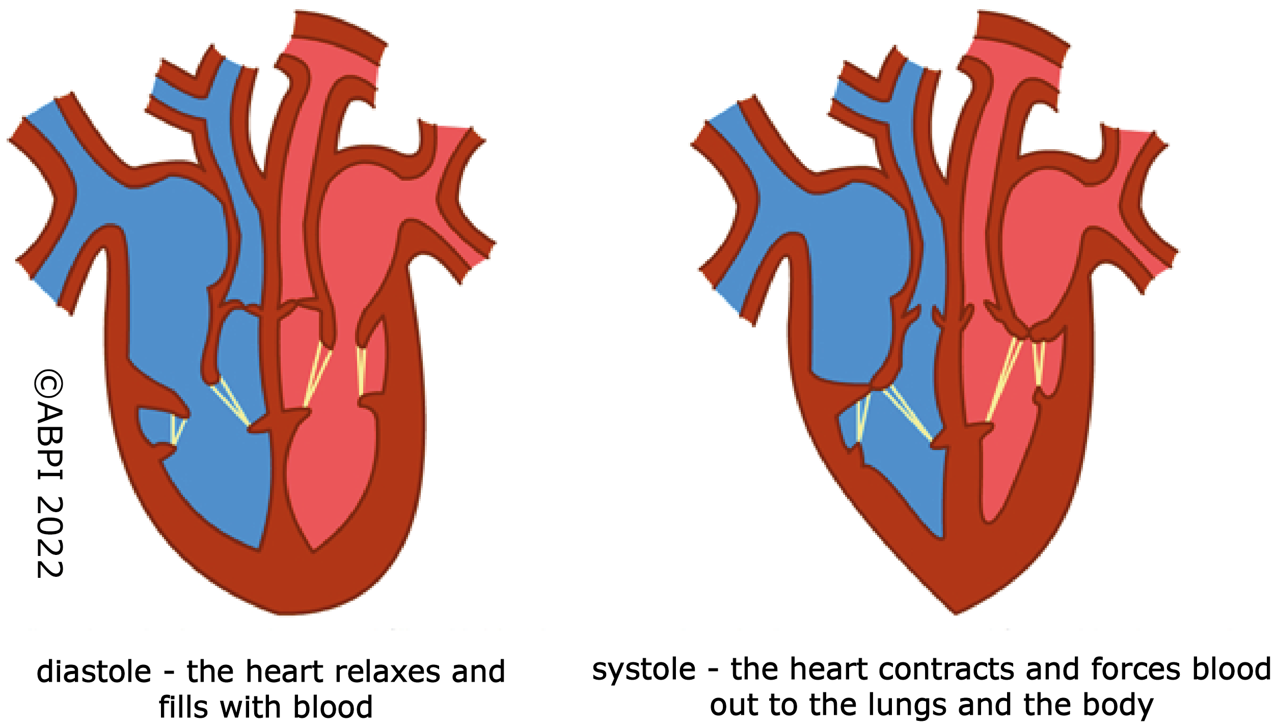 Systole Diastole