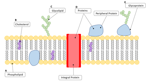 Fluid Mosaic Model