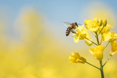 pollination