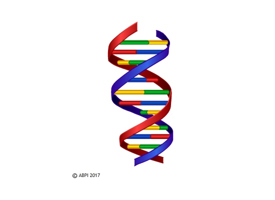 DNA Molecule