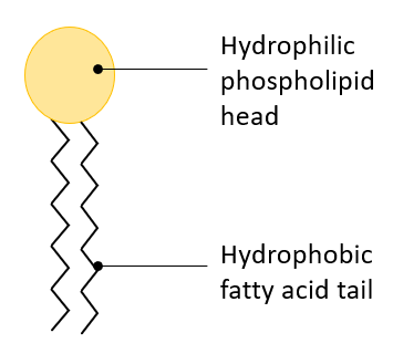 Individ. Phospholipid