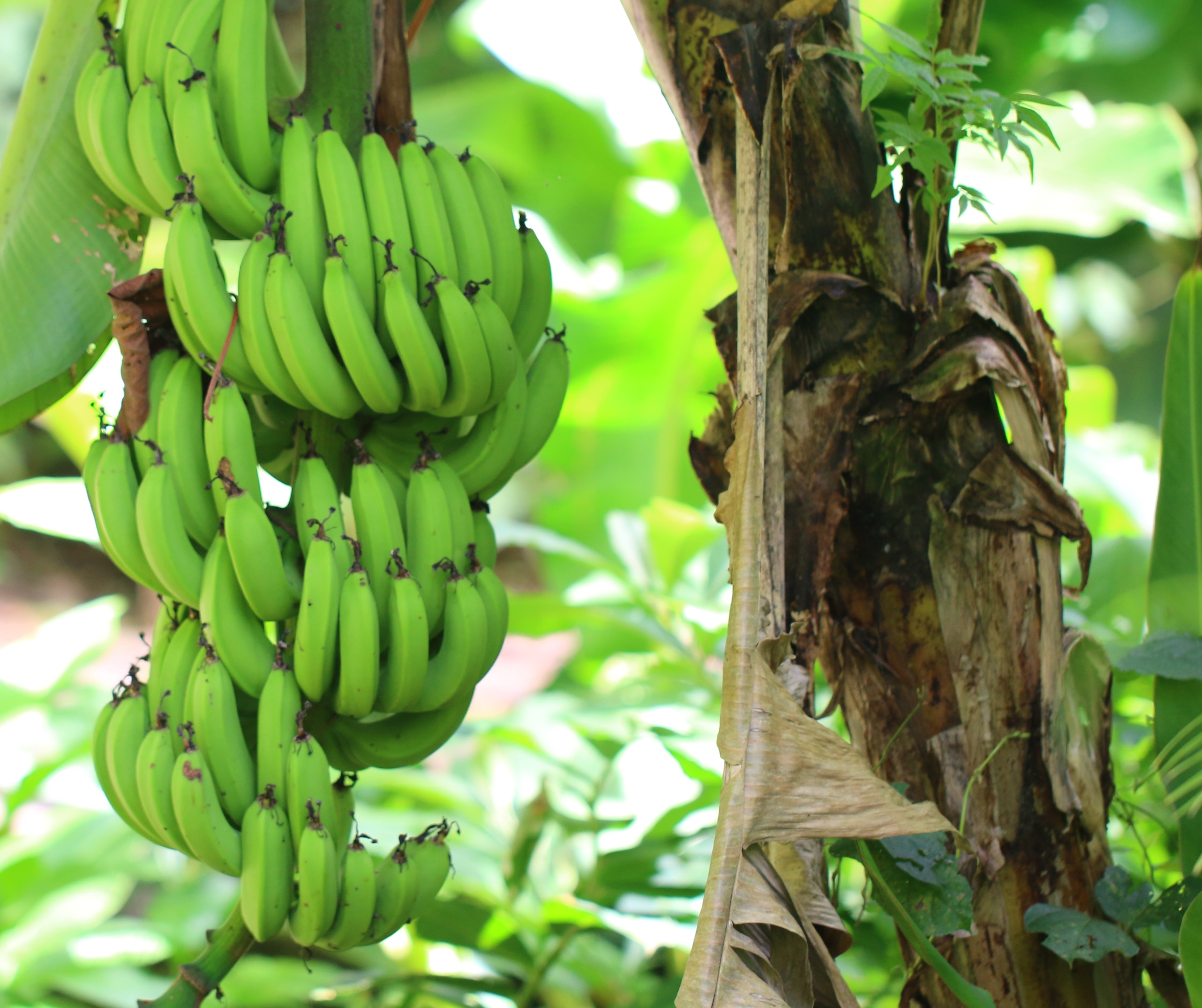 A bunch of green bananas