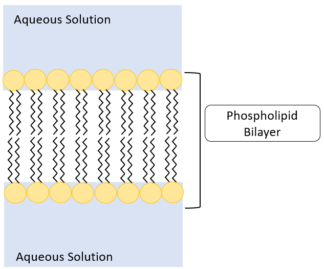 Unit Membrane