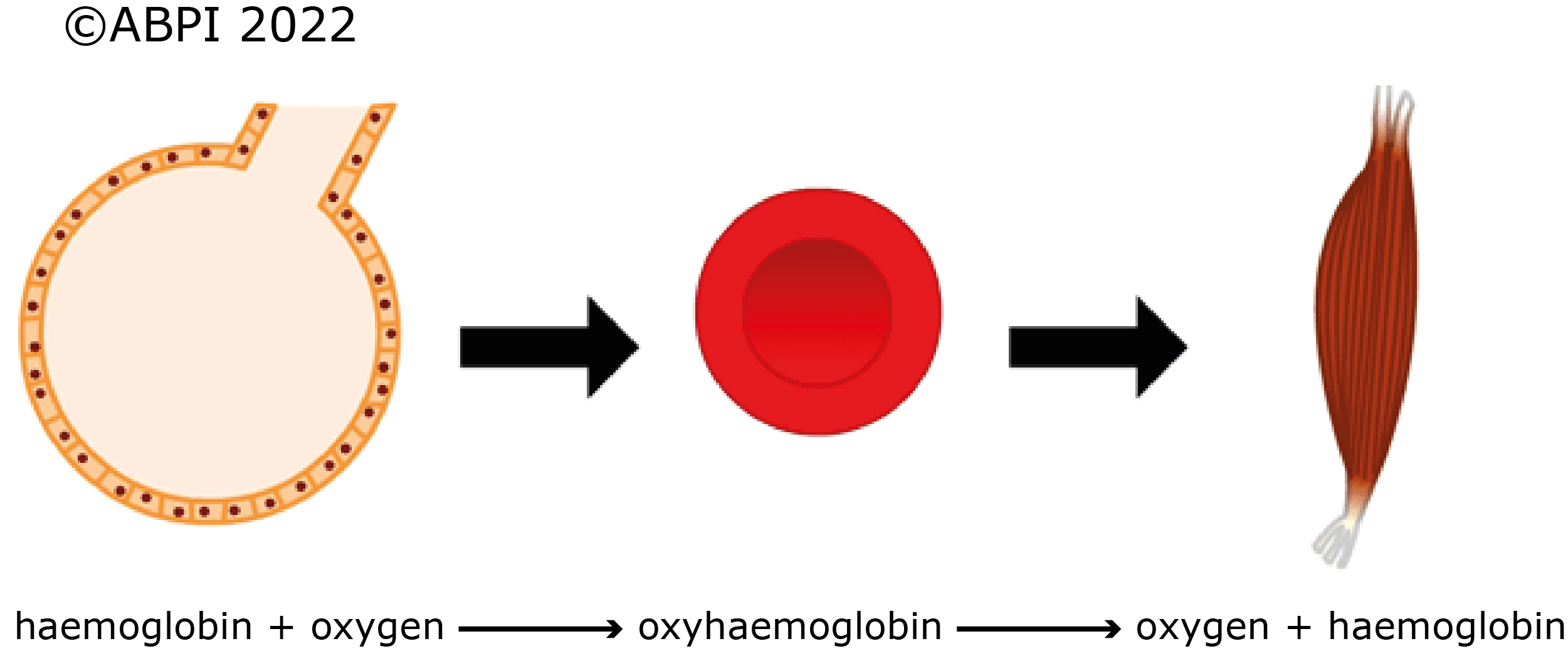 Oxygen Transport Smaller