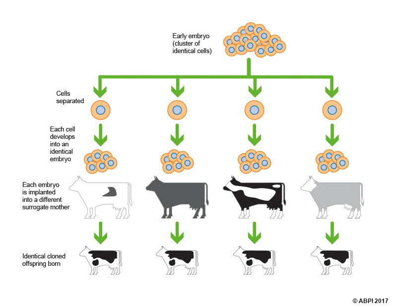 An early embryo is a cluster of identical cells. These cells are separated and each of them develops into an identical embryo. Each embryo is implanted into a different surrogate mother. Identical cloned offspring are born.