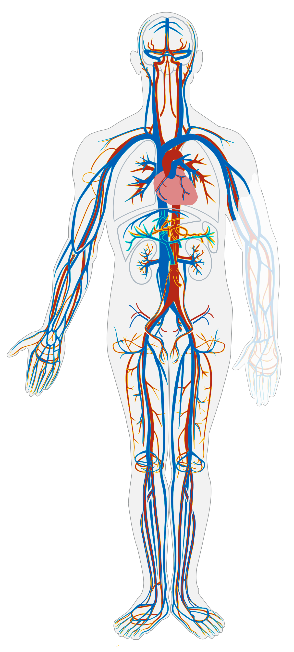 Circulatory System No Tags