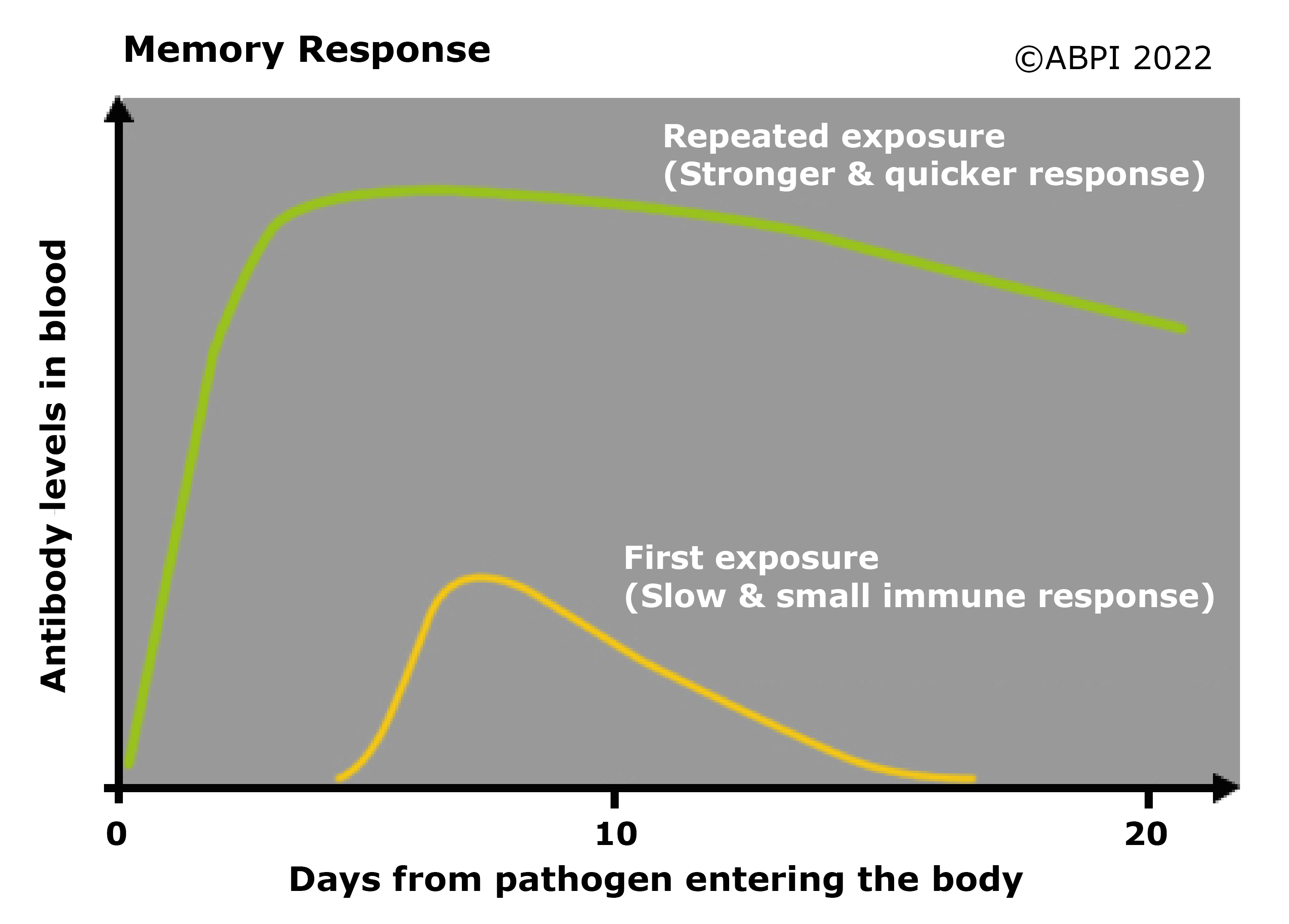 Immune Memory