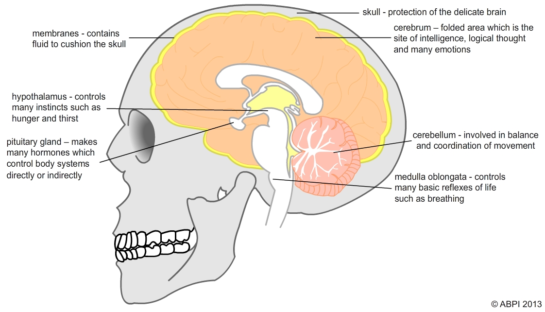 Nervous System5