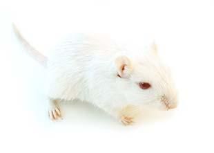 Albino Gerbil