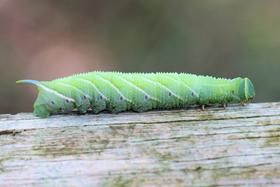 Larvae