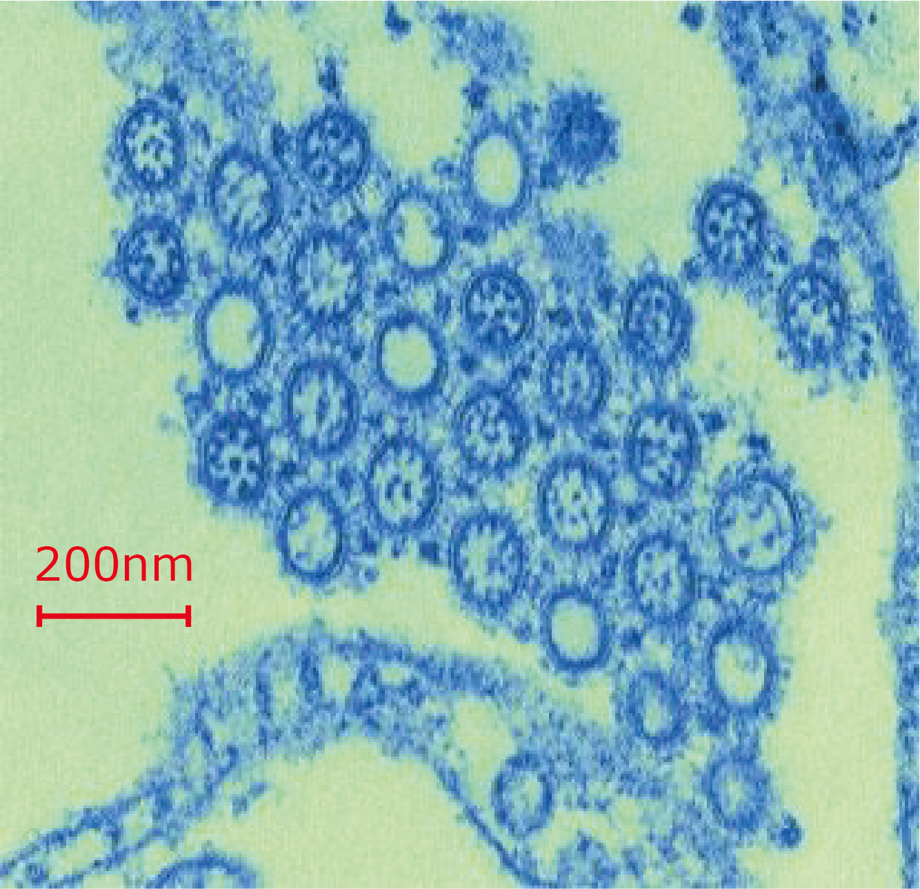 H1n1 Virus Scale