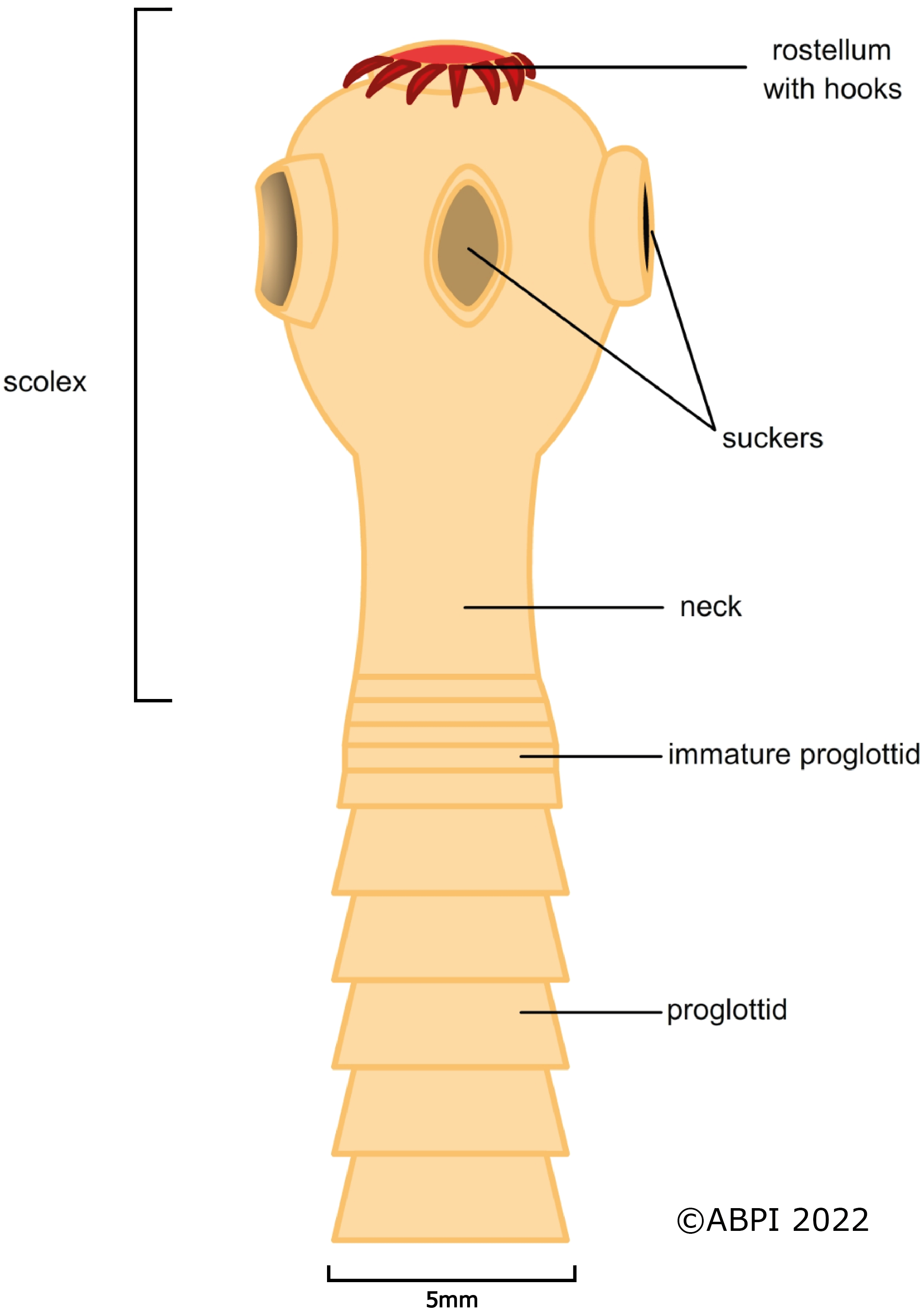 Tapeworm Diagram Scale