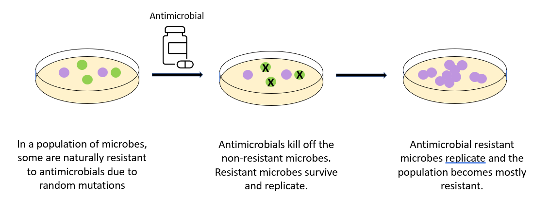 Development Of AMR