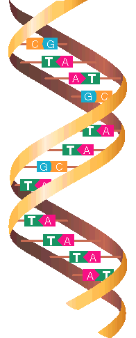 DNA