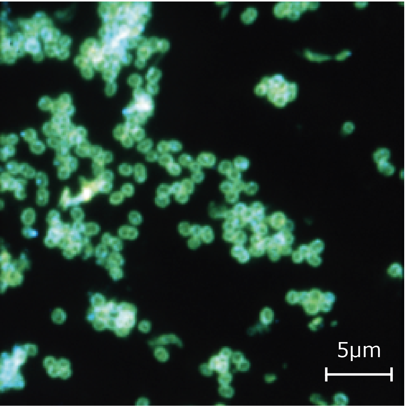 Gonorrhoeae Sq Scale