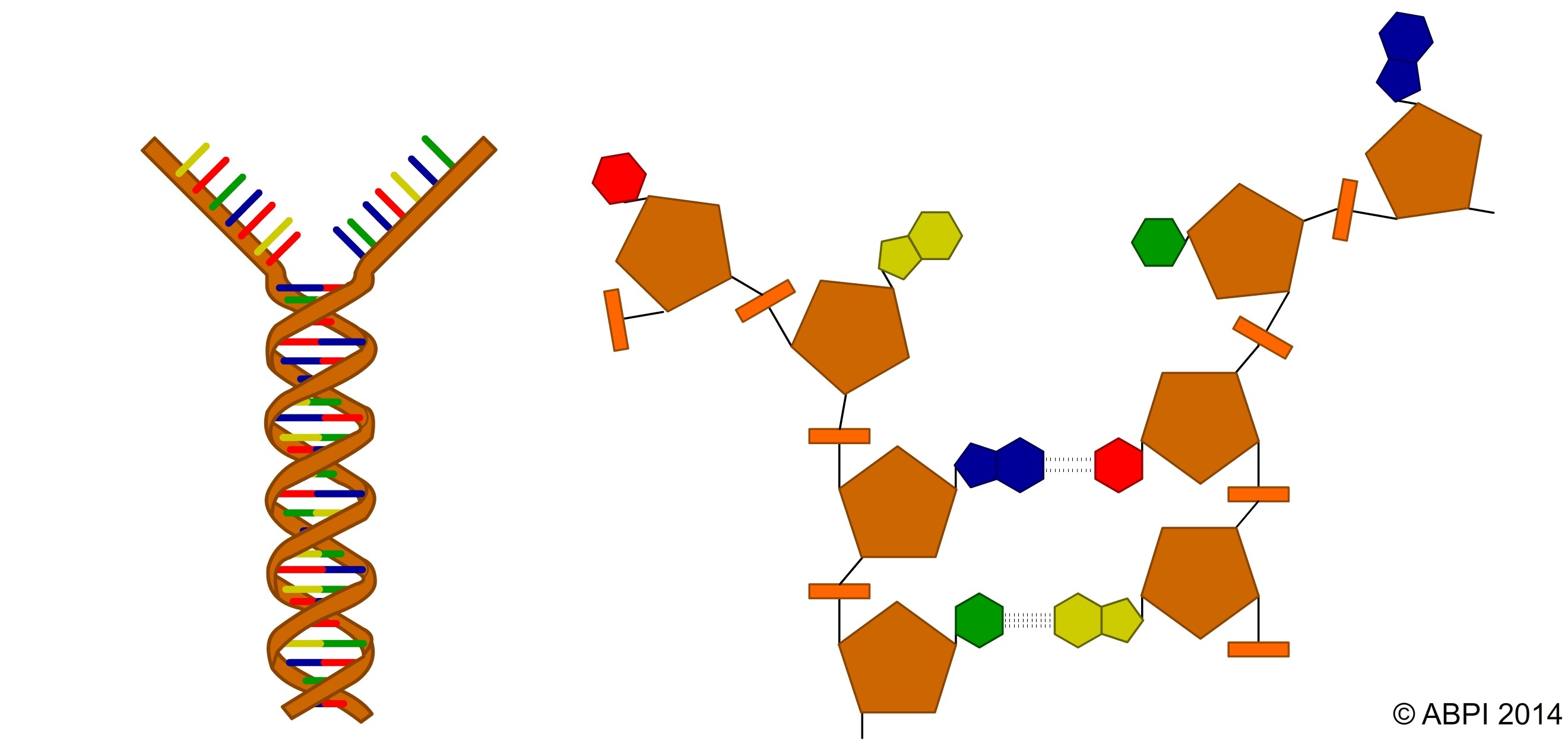 DNA Double Helix 2