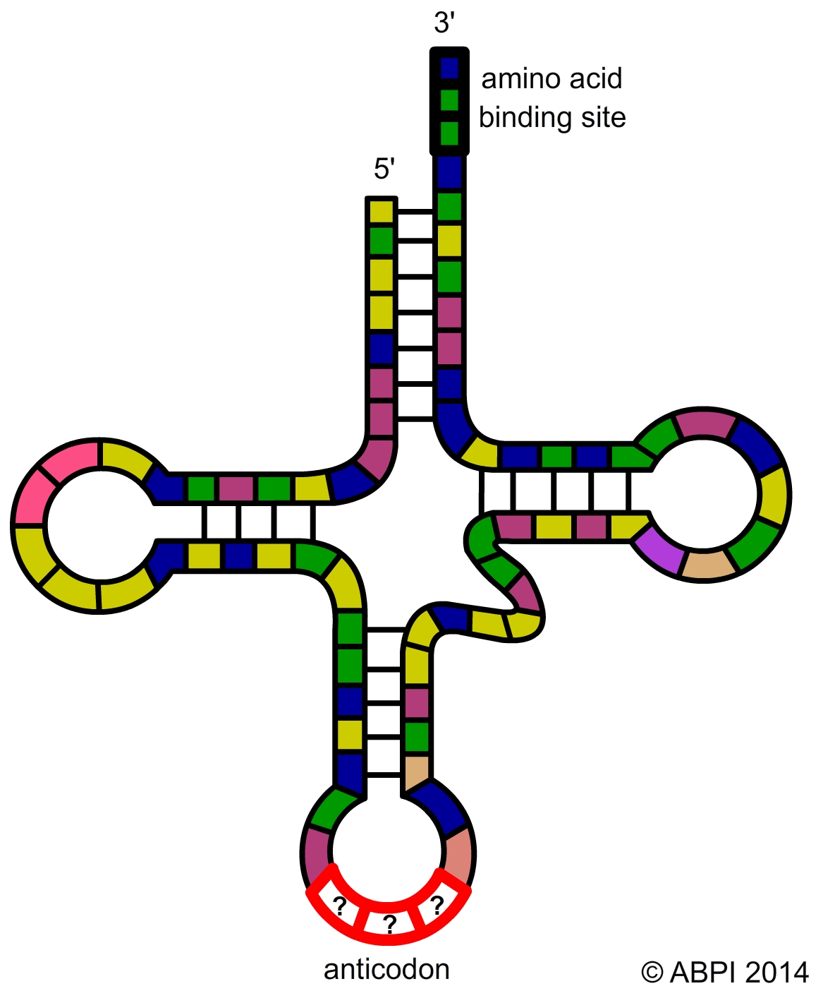 Trna (1)