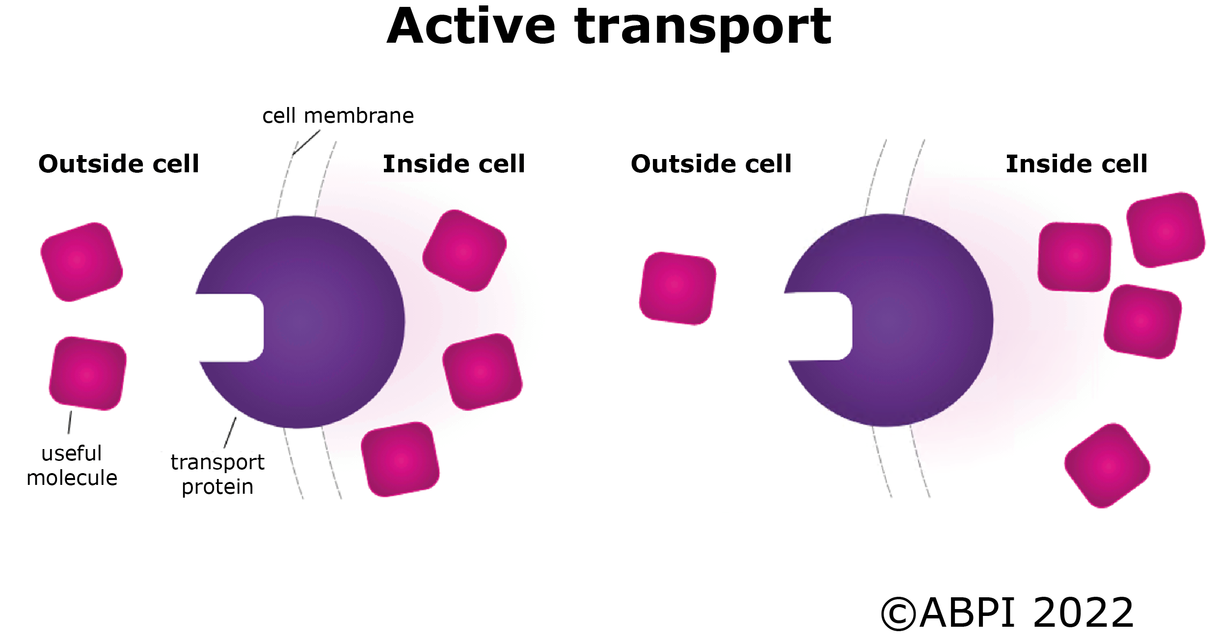 Active Transport