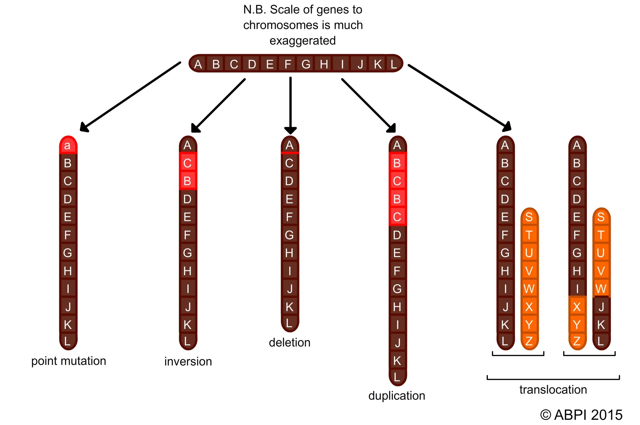 Common Types Of Mutation