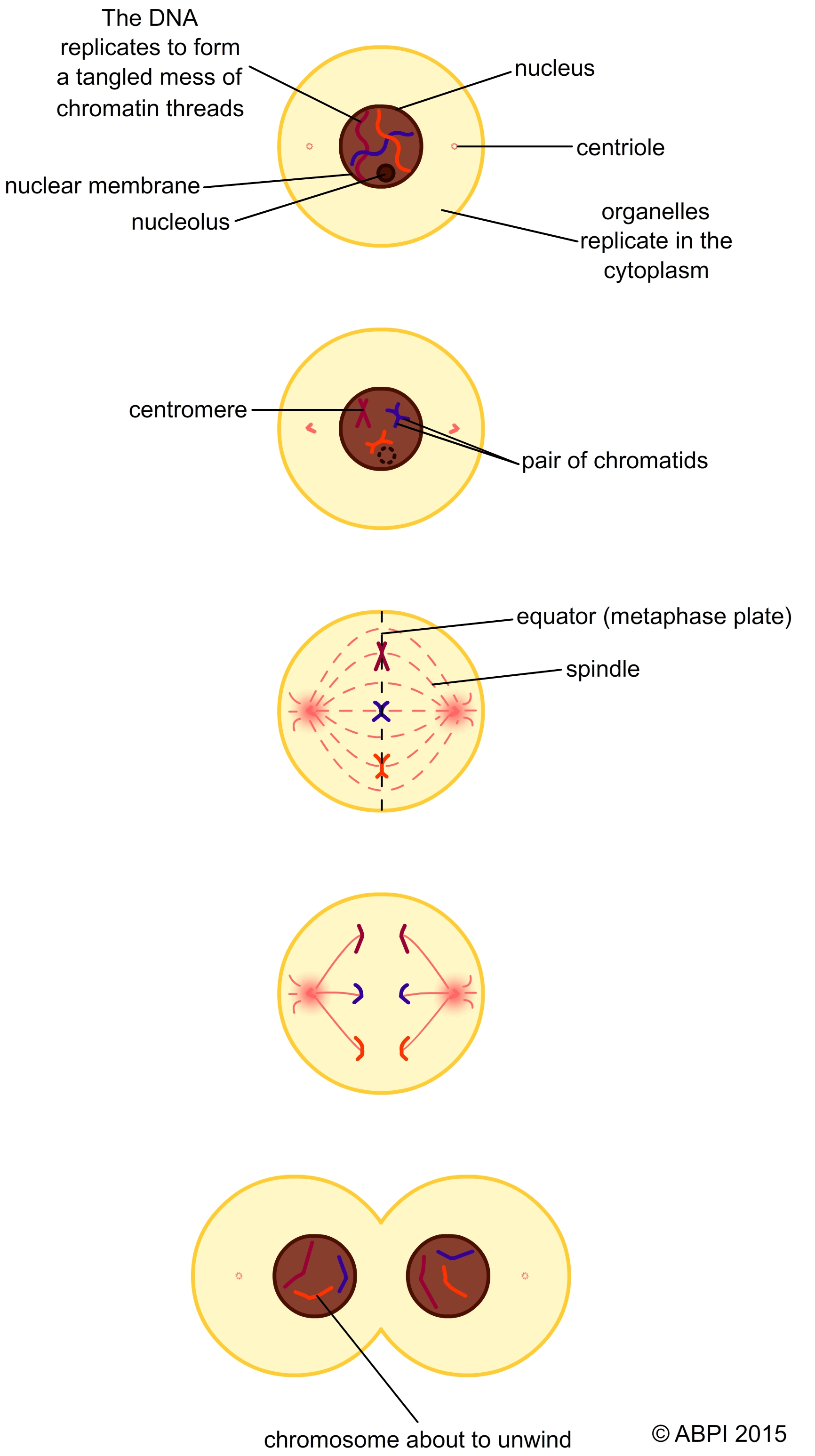 Mitosis Main Stage (1)