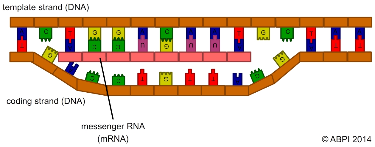 Mrna (1)