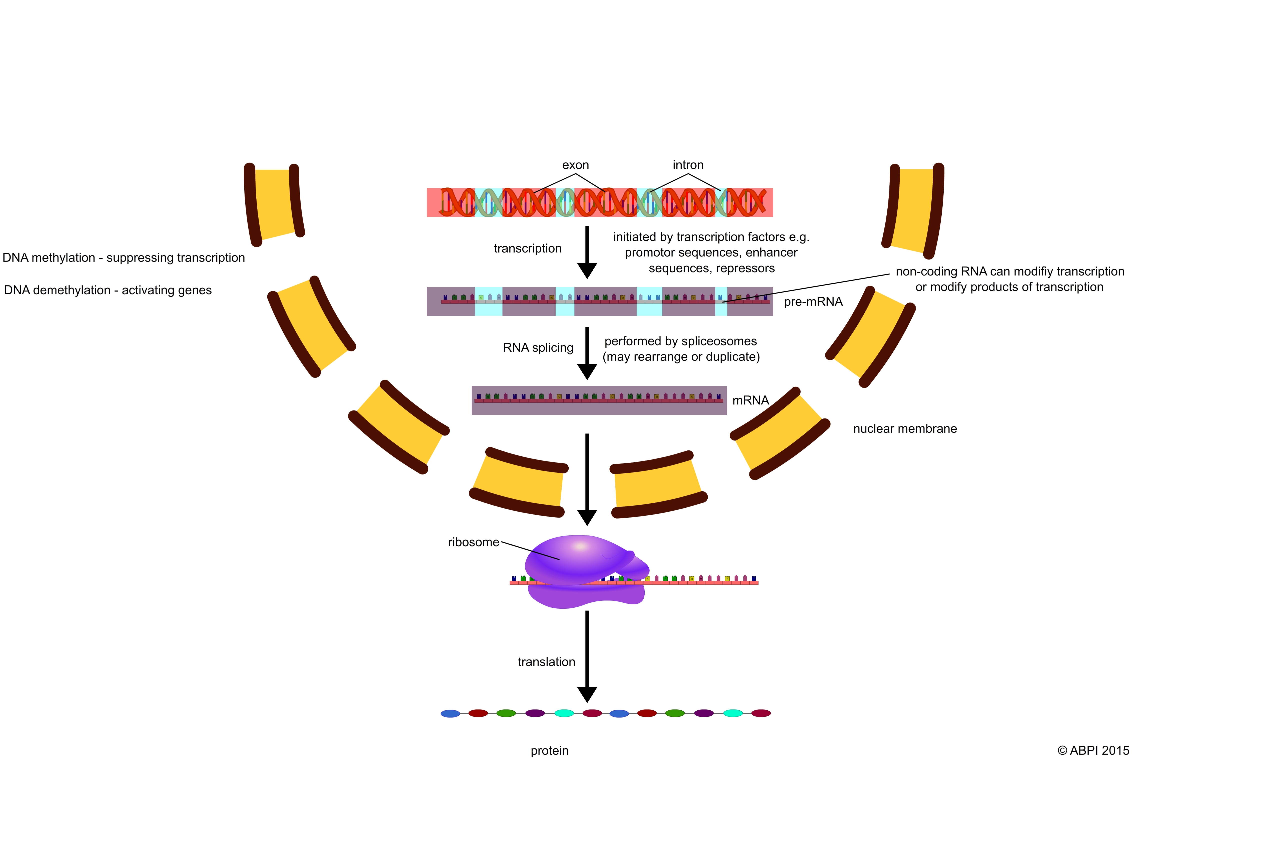 Gene Expression